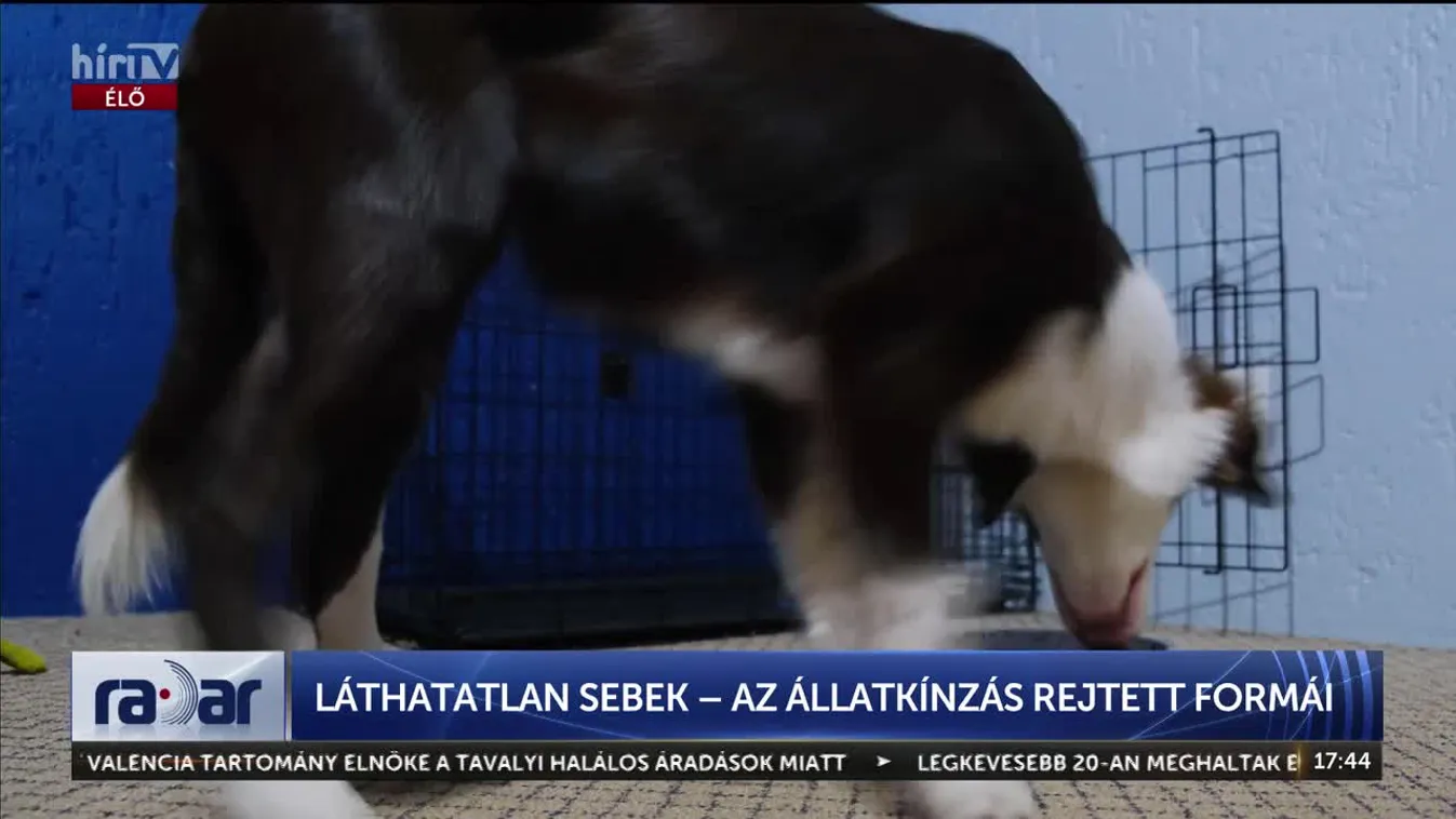 Radar - LÁTHATATLAN SEBEK – AZ ÁLLATKÍNZÁS REJTETT FORMÁI