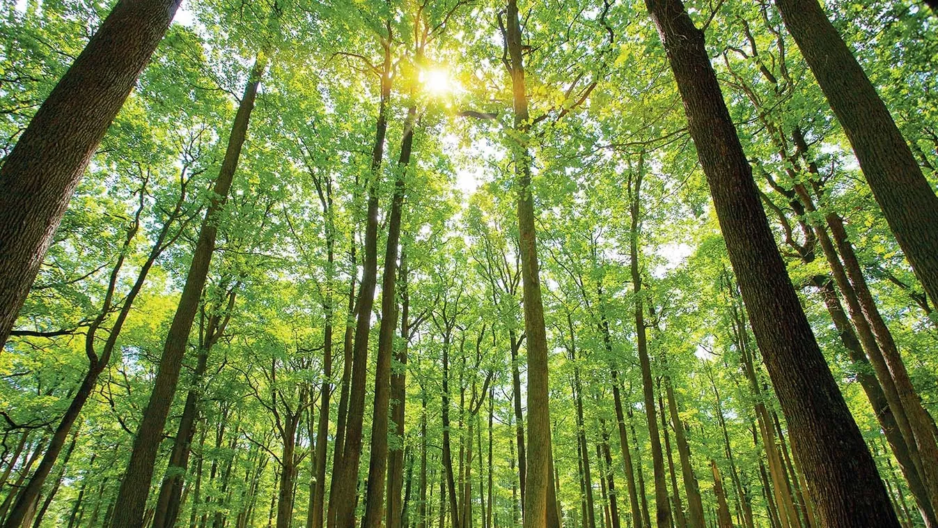 AM: új pályázat támogatja az erdők hosszú távú minőségi megújulását