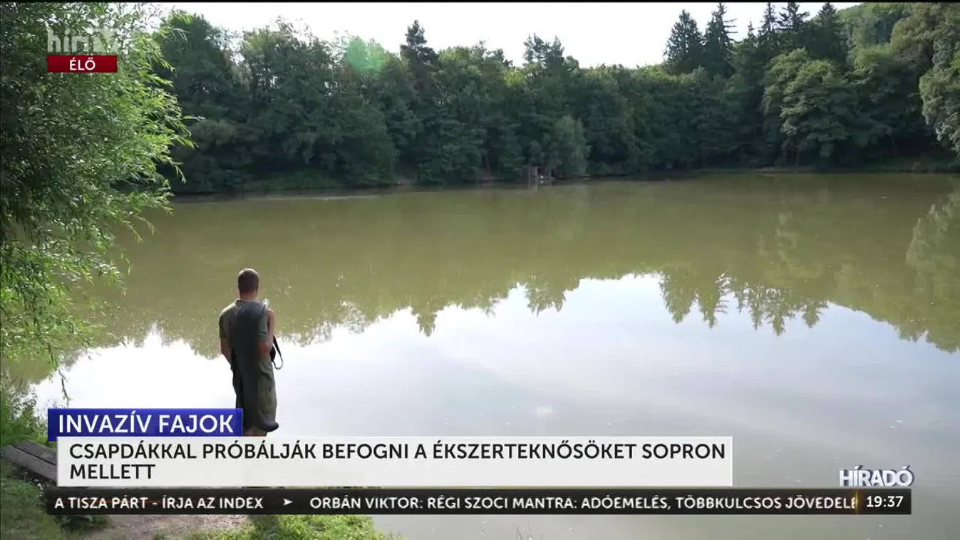 Az utóbbi években egyre nagyobb problémát okoznak az elengedett díszállatok + videó