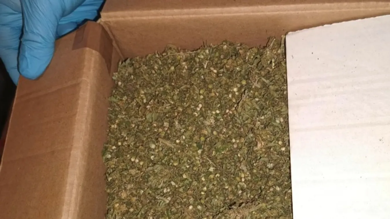 Sajátságos ödipuszi kapcsolat: anya és fia együtt termesztette a cannabist + videó