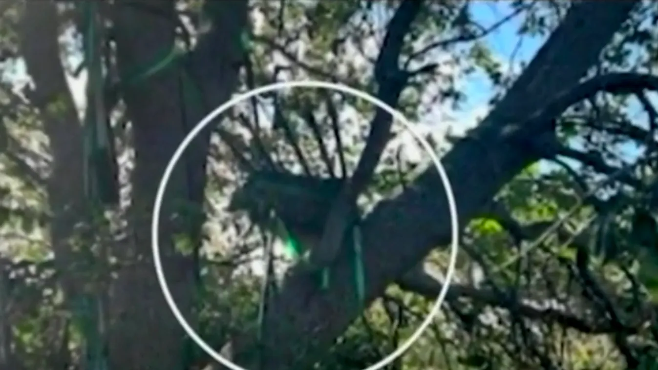 Egy frissen épített vadászles miatt gyanították a biztonságiak, hogy Trump ellen merénylet készül