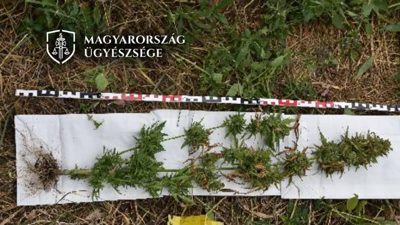 Leszüretelte az általa termesztett kendert, a rendőrök ezután fogták el