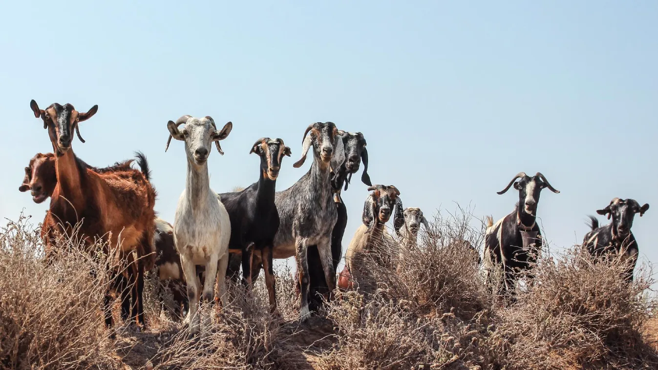 Tarthatatlan a kecske-helyzet Stromboli szigetén