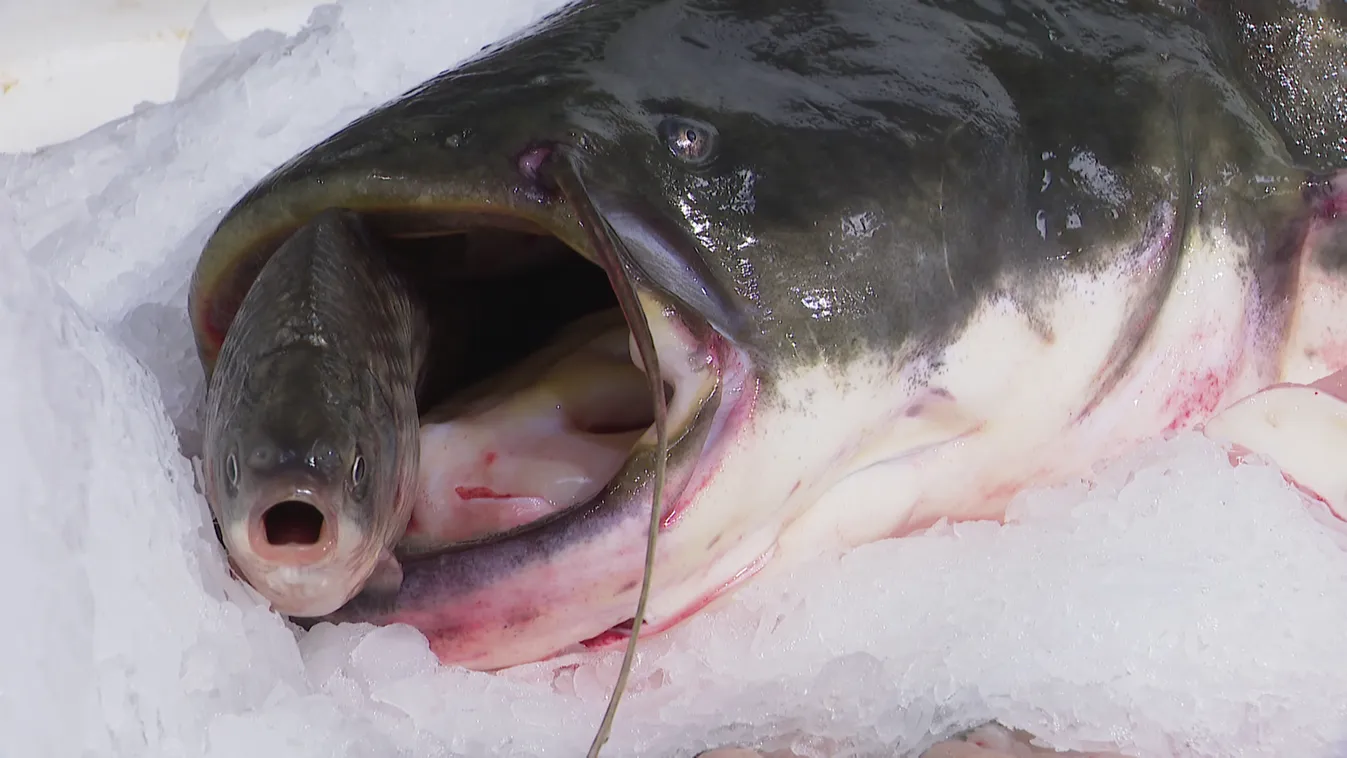 Radar – Kapj rá! – Halfogyasztást ösztönző kampány + videó