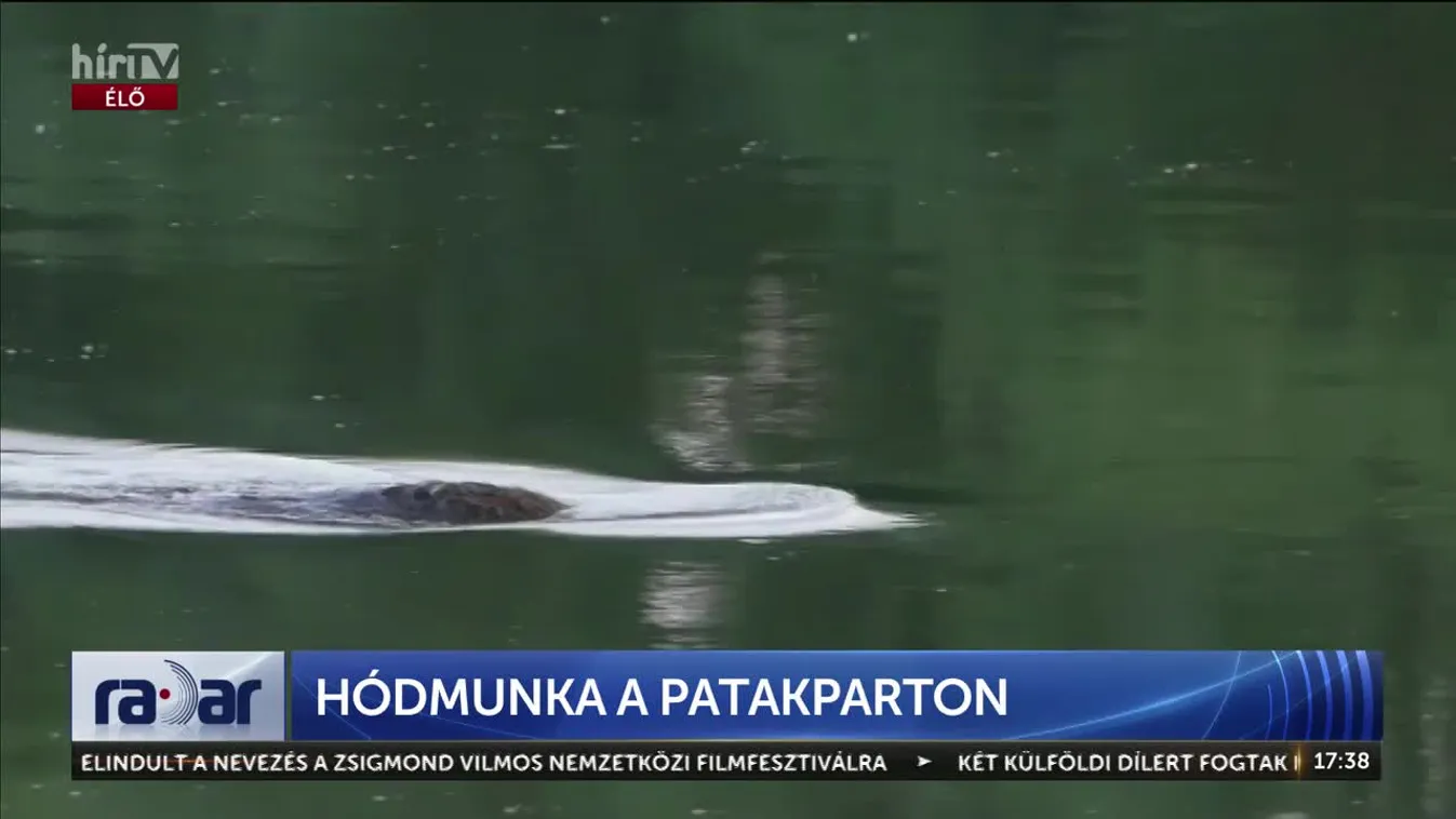 Hódok építkeznek Budapesten – A természet és a józan ész zseniális kompromisszuma