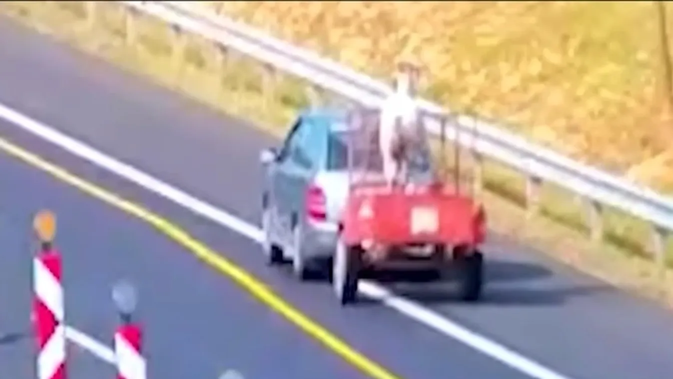 Radar – Megdöbbentő felvétel: illegális lószállítás az M7-es autópályán  + videó