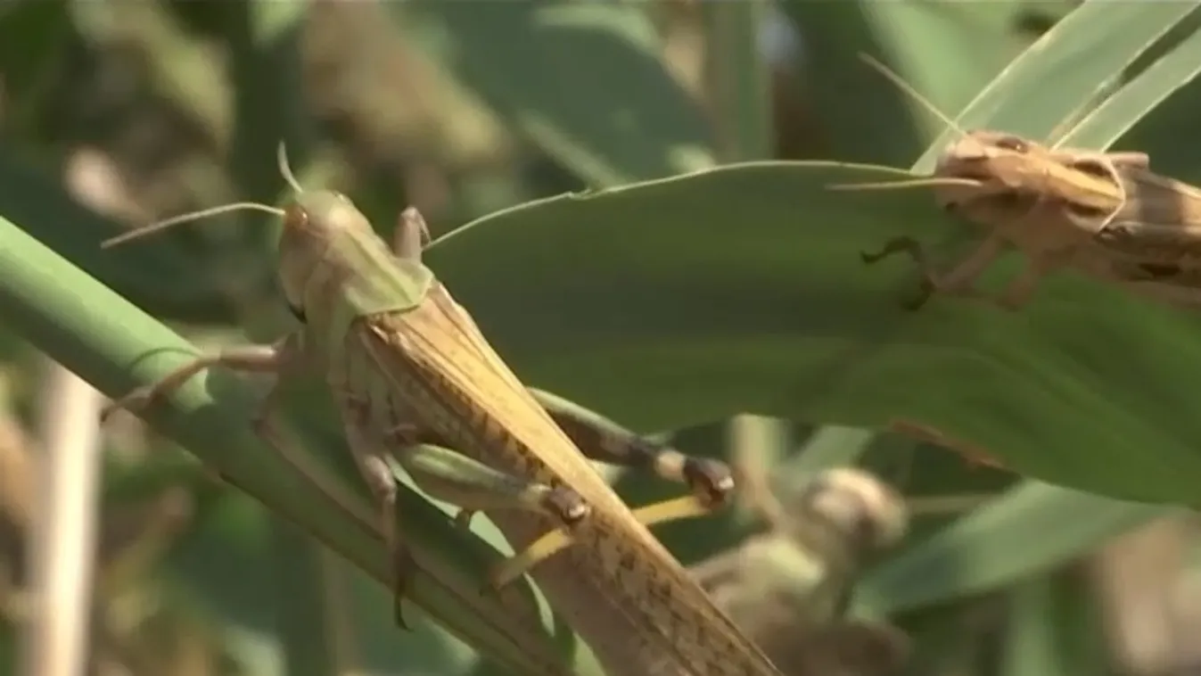Radar – Eddig nem látott sáskainvázió Ukrajnában  + videó