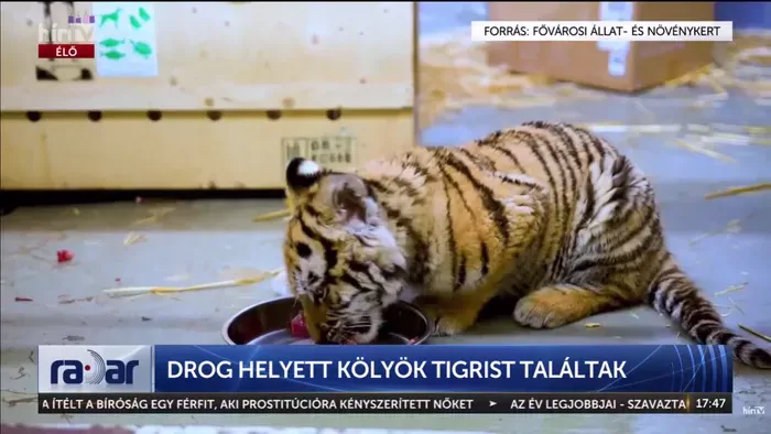 Cukiságbomba: Pabló, a drograzzián mentett kistigris mindenkit levett a lábáról
