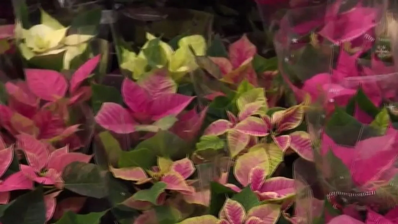 Egy különleges ünnepi növény: a Mikulásvirág