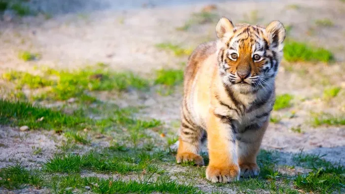 Tigrist találtak – lebukott a tiszafüredi drogdíler