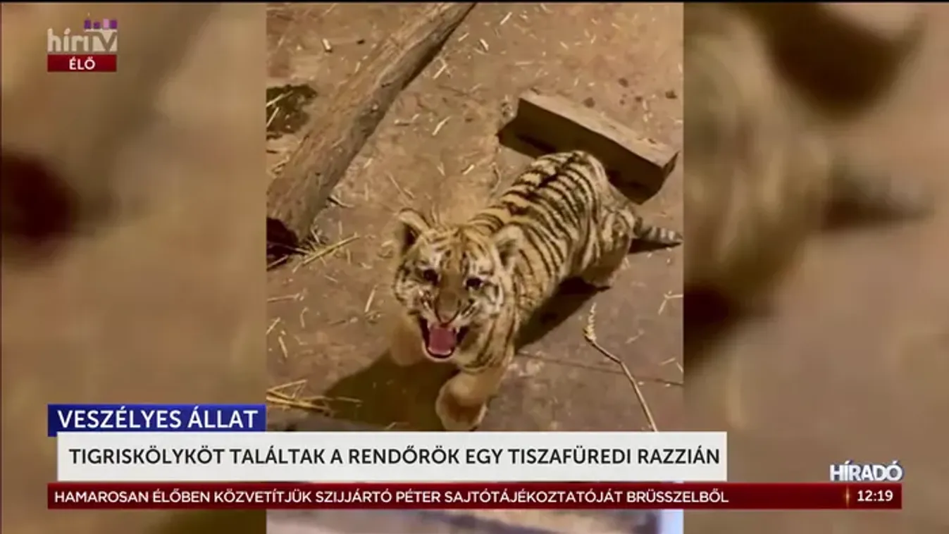 Tigriskölyköt találtak a rendőrök egy tiszafüredi razzián