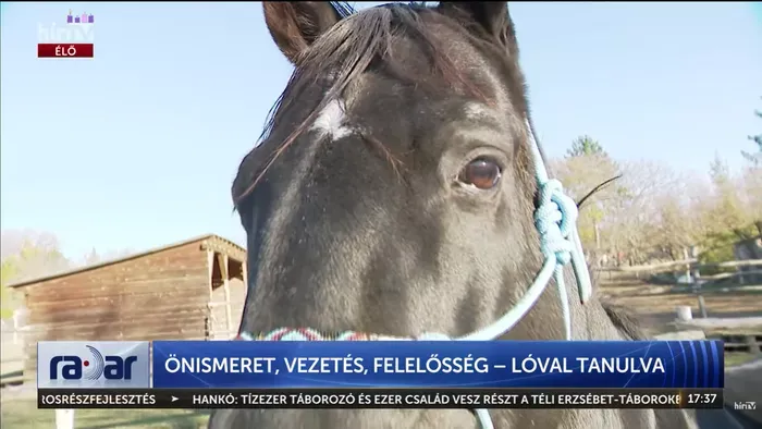 Így adnak a lovak önbizalmat a nőknek