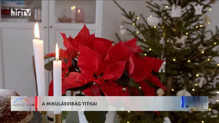 A mikulásvirág titkai a Napindítóban