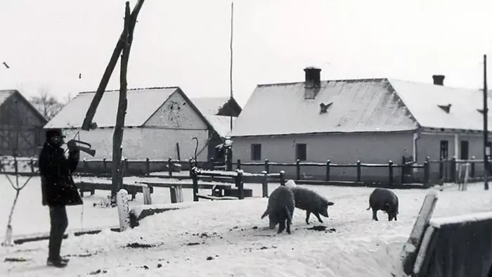 Hagyományainkban a disznóvágás kivételes ünnep