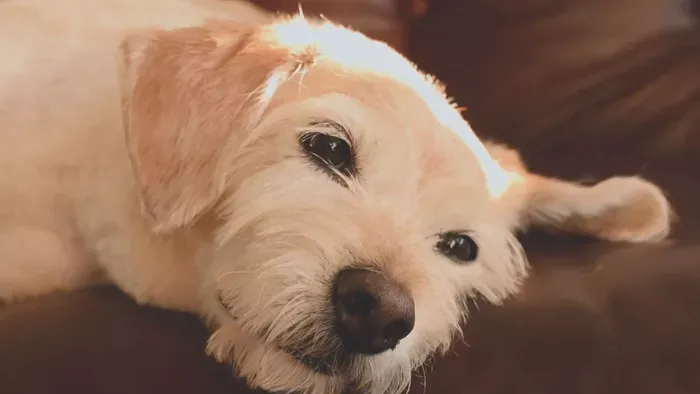 Ünnep nekünk, veszély a kedvenceinknek?