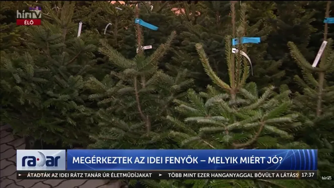 A nordmann nem szúr, a luc meg kopaszodik: nagy fenyőmustra