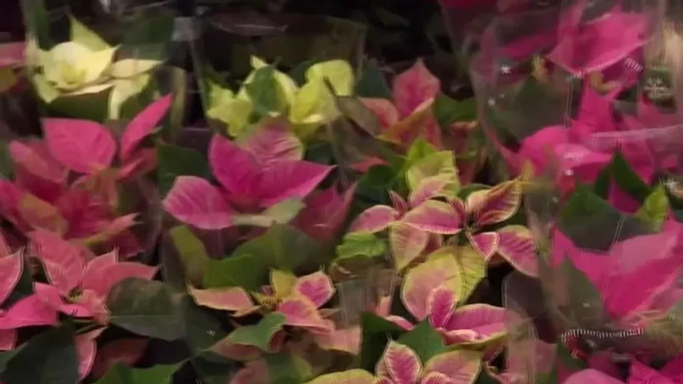 Egy különleges ünnepi növény: a Mikulásvirág