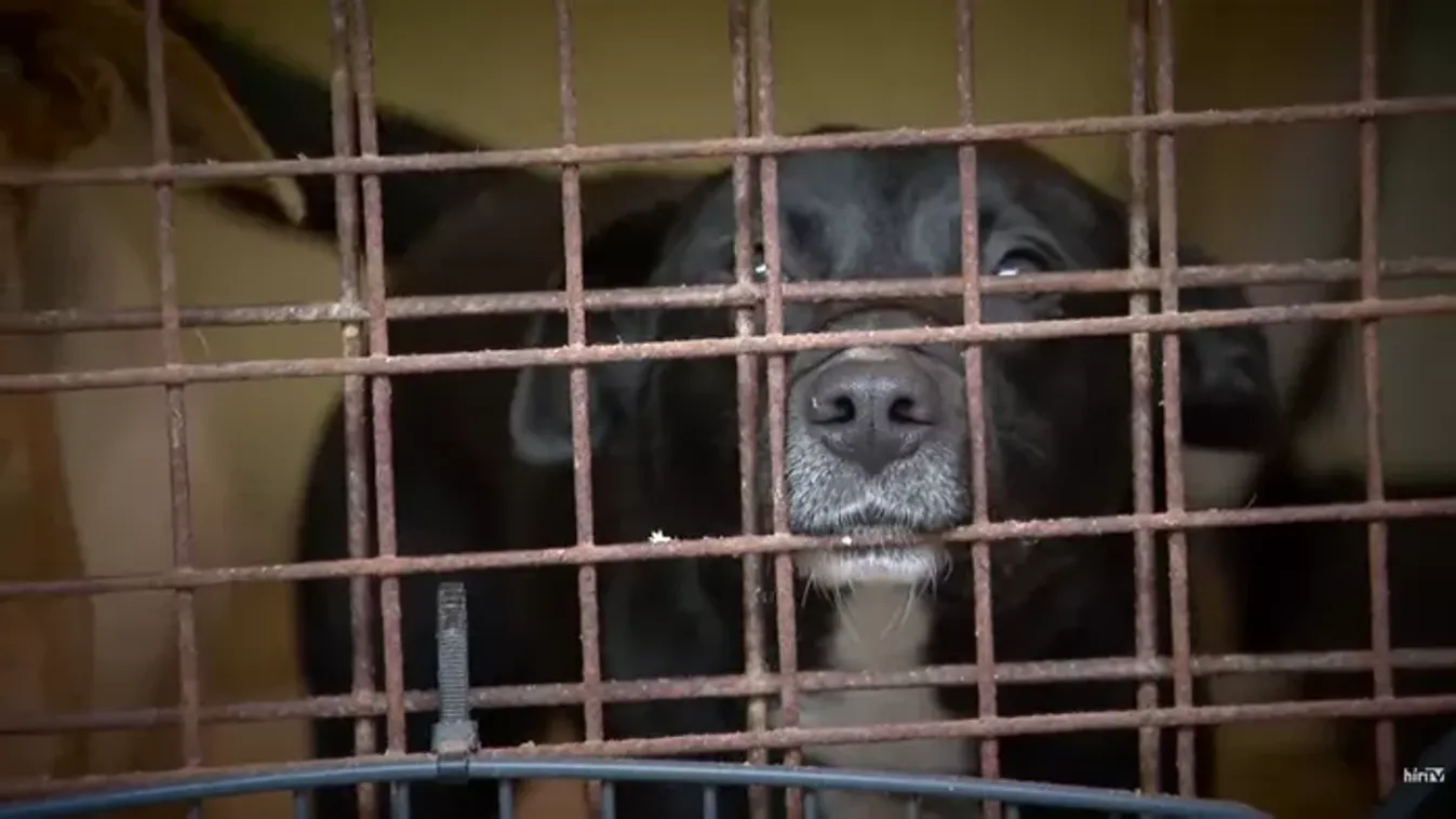 Rozi kutya kálváriája: elmaradt az ítélet, tovább izgulhat az állatkínzó