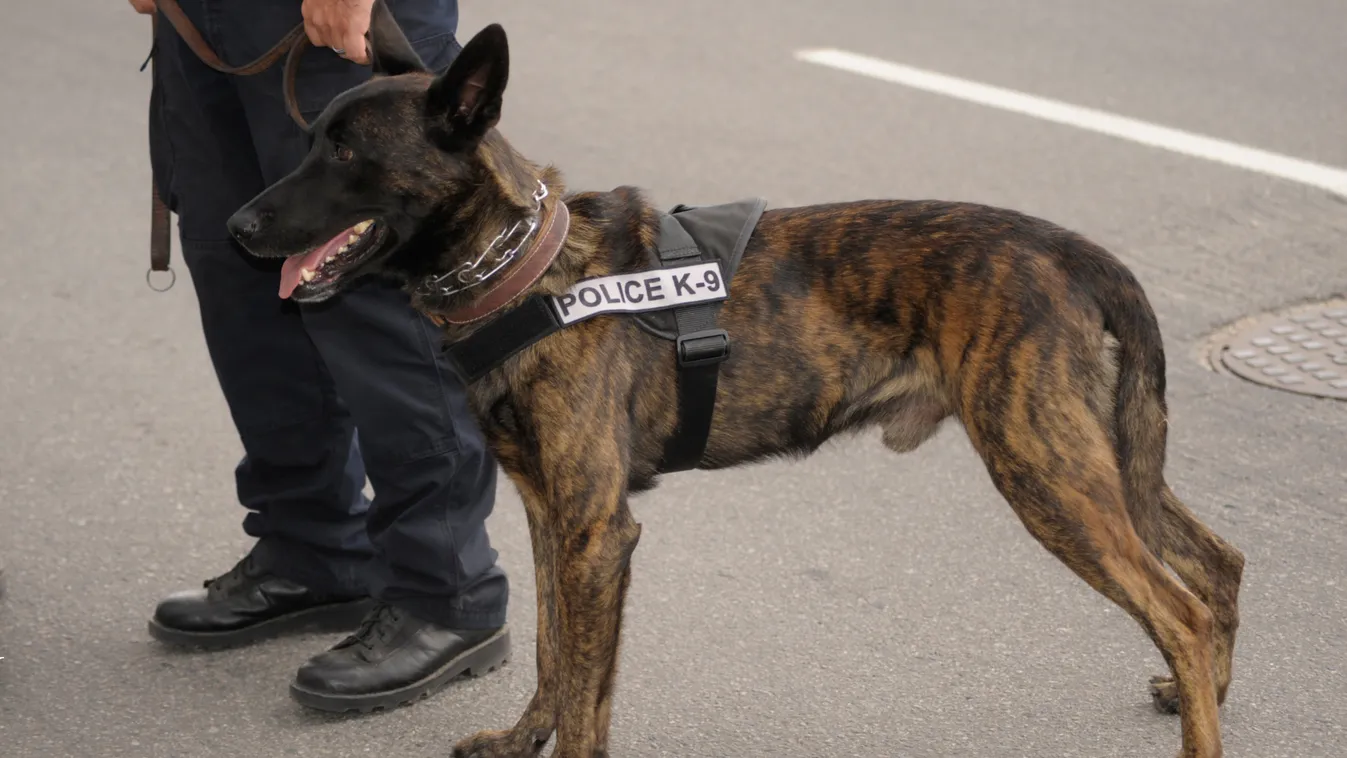 Nem bírta a lövést? Azonnal repült! Így választják ki a legkeményebb magyar rendőrkutyákat Kép