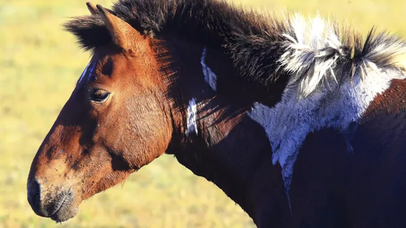 1600 éves titok végére került pont – Így nézett ki valójában Attila és népe