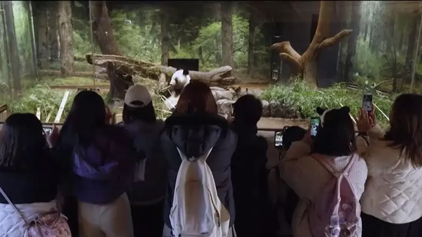 Eltűnik Japánból egy kedvelt állatfaj