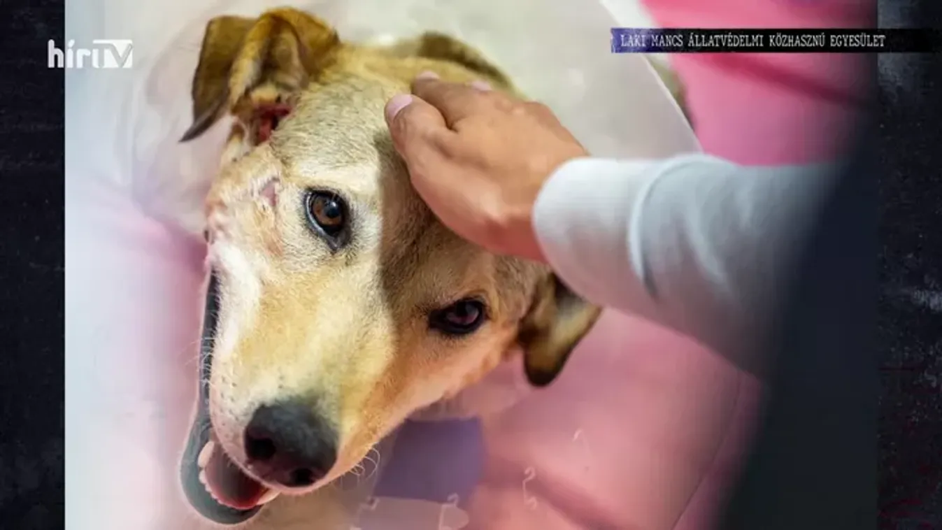 „Te szemüveges g*ci!” – Elszabadultak az indulatok a bíróságon a 70-nel vonszolt kutya ügyében