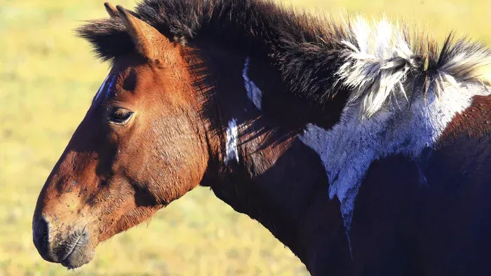 Hiperrealisztikus hun arcok néznek ránk a múltból