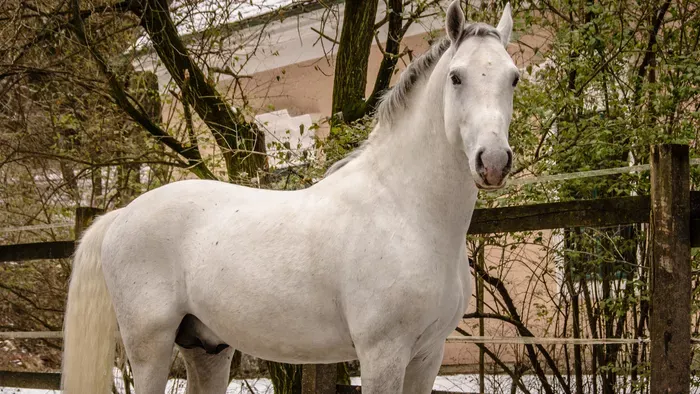 óban vágtázó történelem: A szilvásváradi ménes titkai