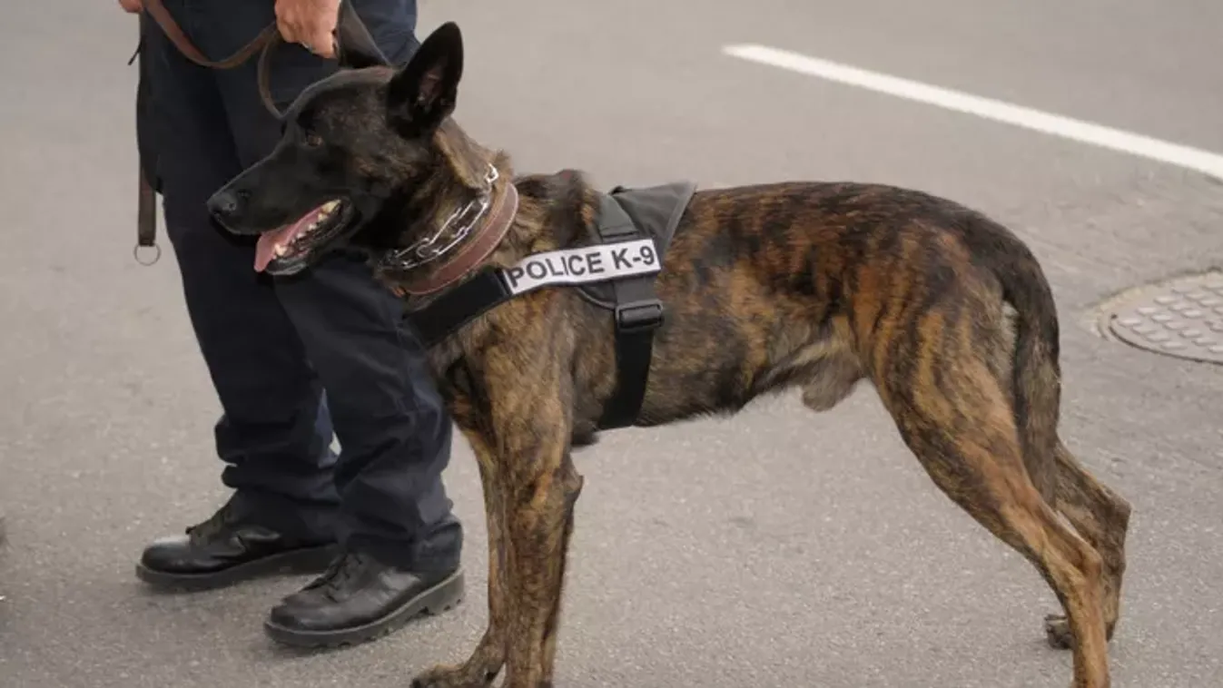 Nem bírta a lövést? Azonnal repült! Így választják ki a legkeményebb magyar rendőrkutyákat