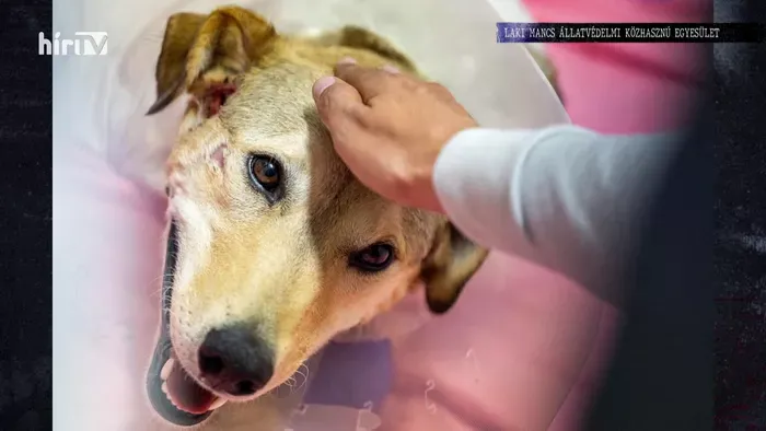 Börtönbe vonul Rozi kutya kínzója: győzött az állatvédelem?