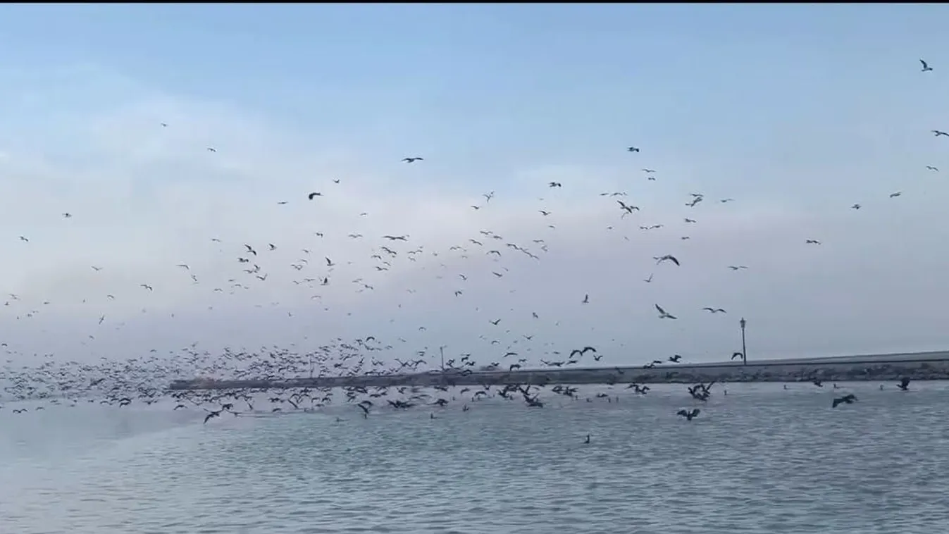 Hatalmas pusztítást végeznek