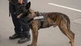 Nem bírta a lövést? Azonnal repült! Így választják ki a legkeményebb magyar rendőrkutyákat
