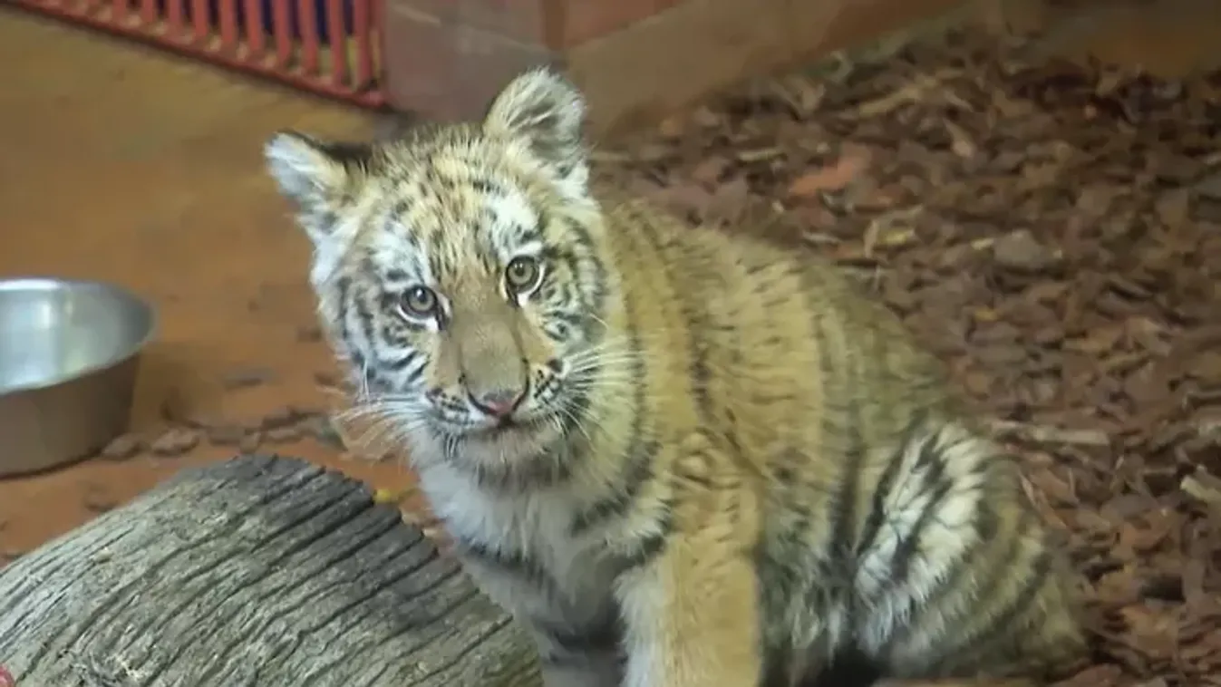 Drog miatt vonultak ki a rendőrök, de teljesen mást találtak