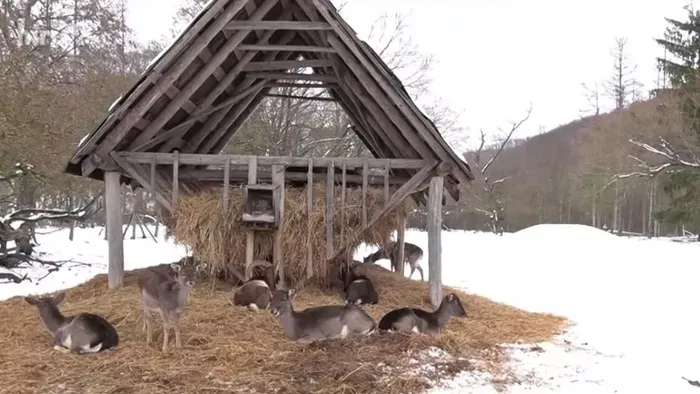 A vadgazdálkodók etetéssel segítik az állomány kondíciójának megőrzését