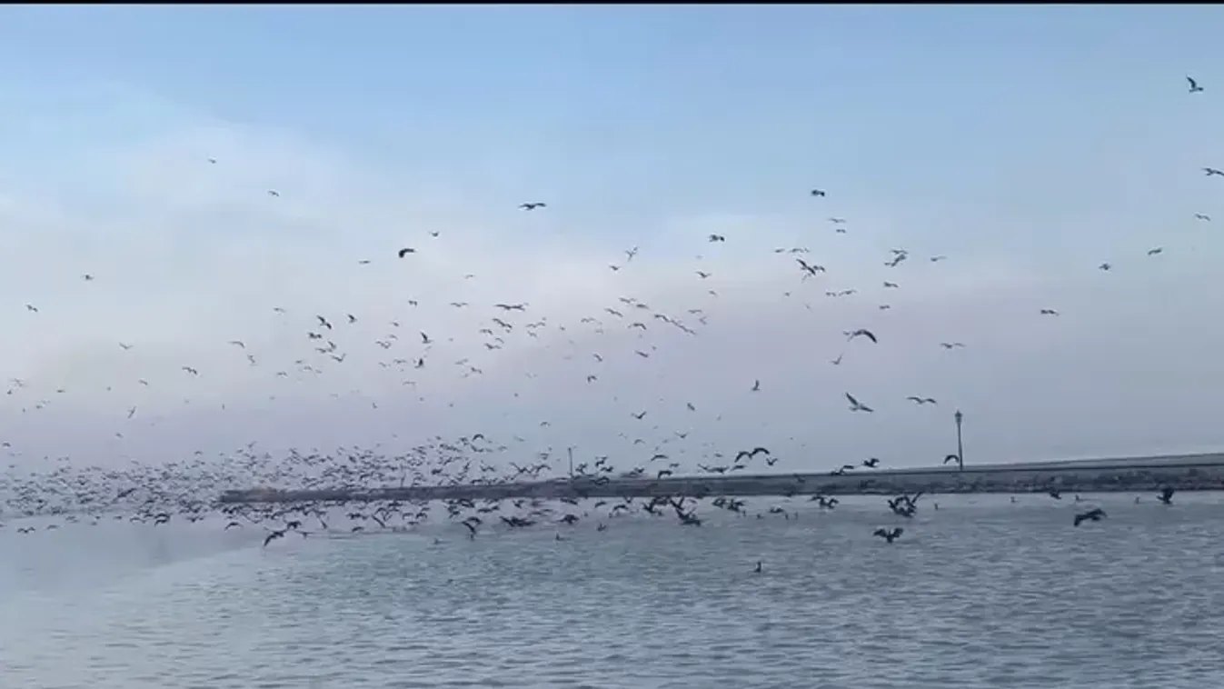 Hatalmas pusztítást végeznek