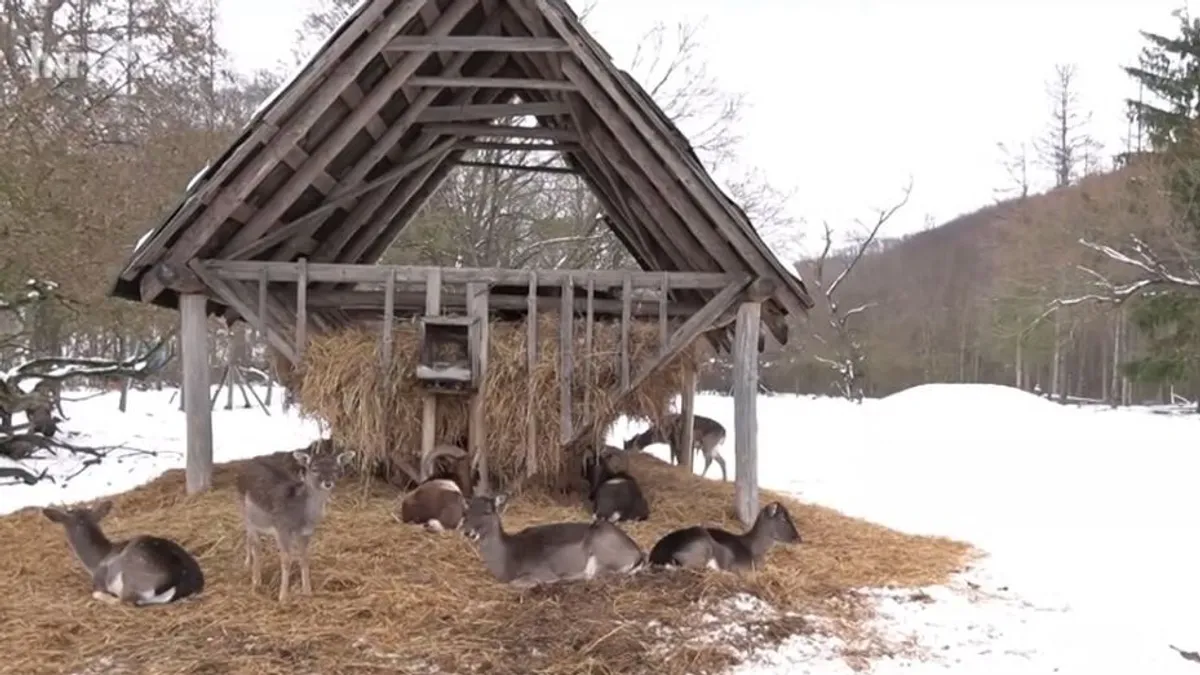 A vadgazdálkodók etetéssel segítik az állomány kondíciójának megőrzését