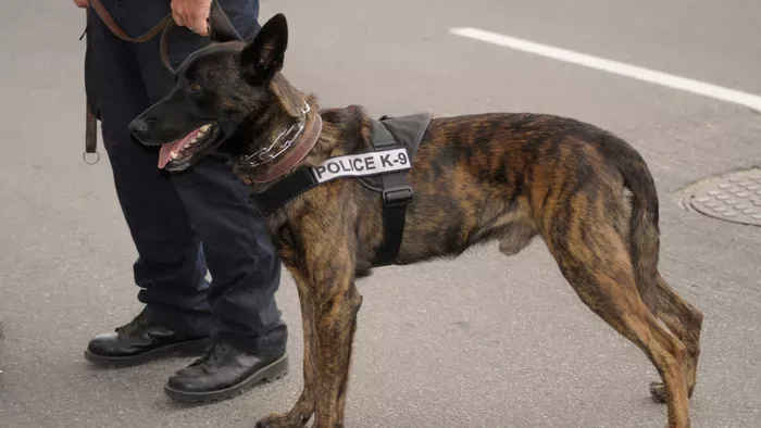 Nem bírta a lövést? Azonnal repült! Így választják ki a legkeményebb magyar rendőrkutyákat