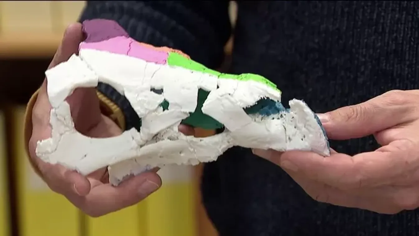 Dinoszauruszcsontok a Hír TV kamerái előtt