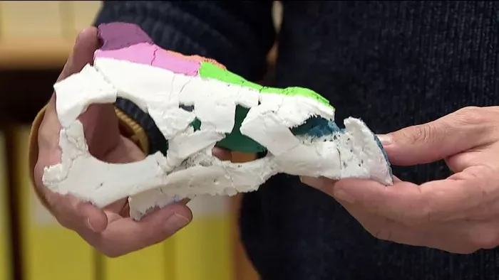 Dinoszauruszcsontok a Hír TV kamerái előtt