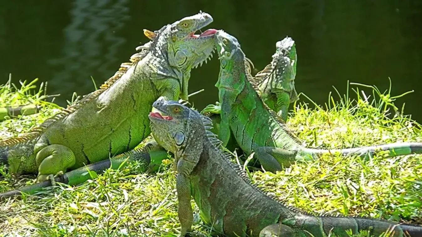 Hüllő-apokalipszis Amerikában? Az égből hullanak a szörnyek a gyanútlan járókelőkre – Videó a bizarr jelenségről!