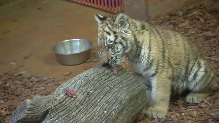 Hatalmas változás a kistigris életében