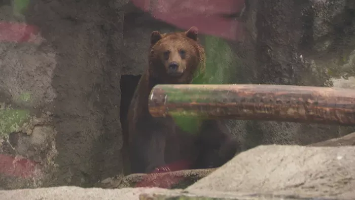 A medvék megjósolták, hogy milyen hosszú lesz a tél