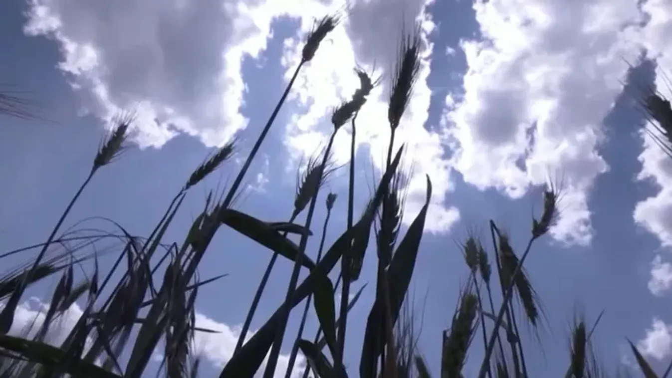 A háborús szennyezés évtizedekig mérgezi az élelmiszerláncot