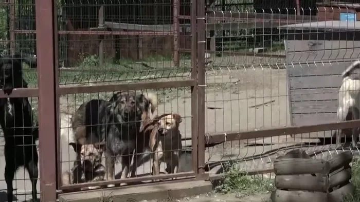 Ők a háború néma áldozatai