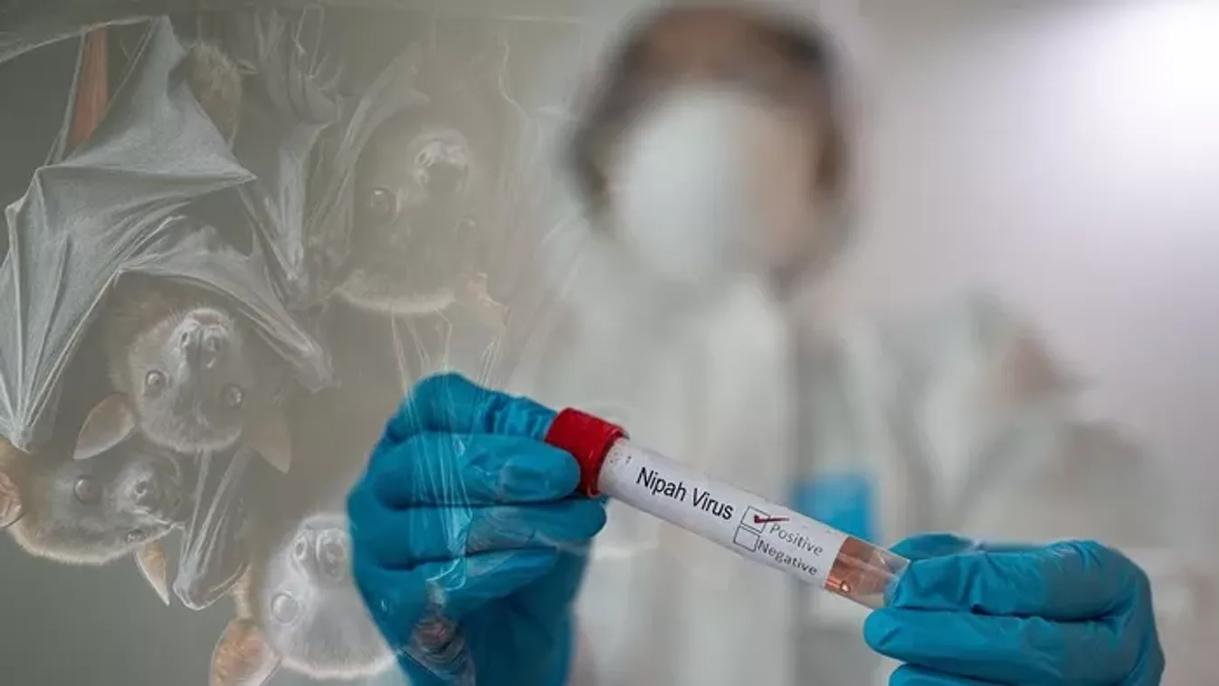 Nipah-vírus: kell-e tartanunk egy újabb világjárványtól? – Szlávik János válaszol