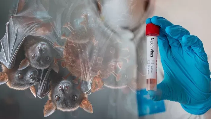 Van okunk az aggodalomra a Nipah-vírussal kapcsolatban?