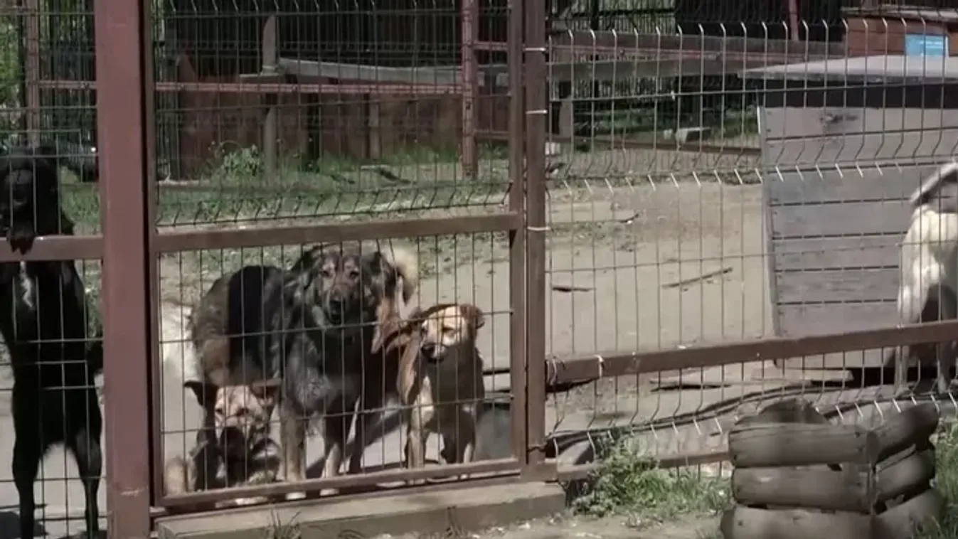 Ők a háború néma áldozatai