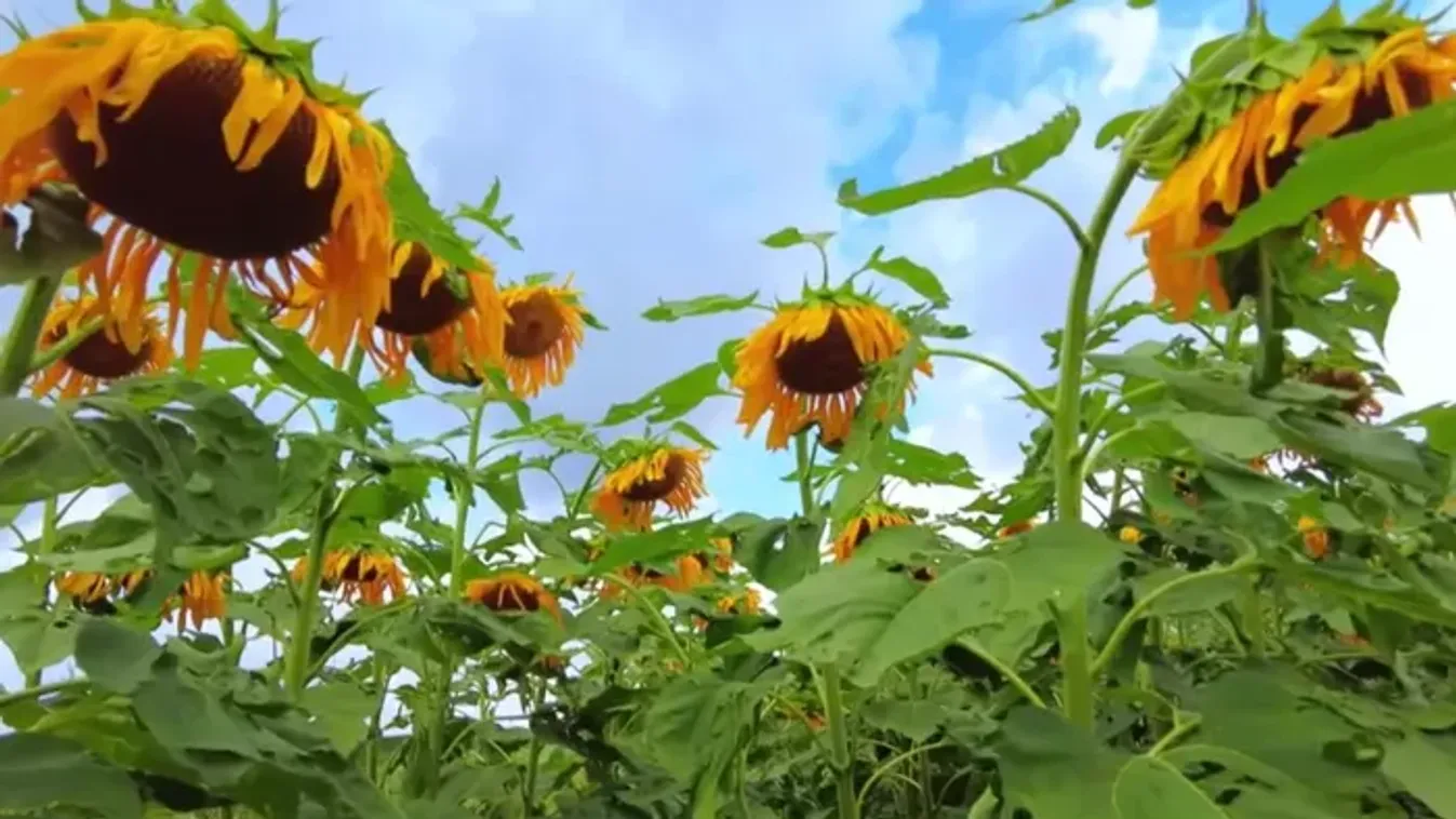 Árnyék a rekordév mögött: Veszélyben a magyar repce- és napraforgópiac