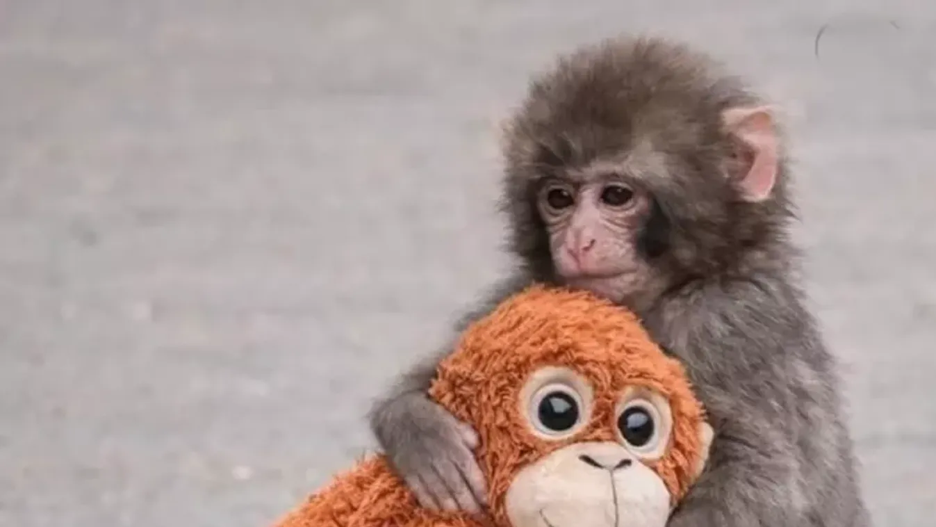 Punch, a kis makákó egy plüssfigurában talált rá a biztonságra az icsikavai állatkertben