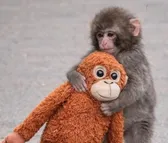 Punch, a kis makákó egy plüssfigurában talált rá a biztonságra az icsikavai állatkertben